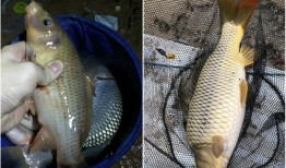 鲤鱼养殖爆料怎么做的视频,视频教程，轻松掌握养殖技巧